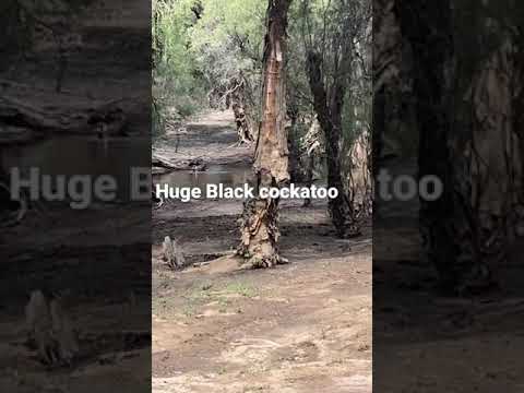 Huge black cockatoo