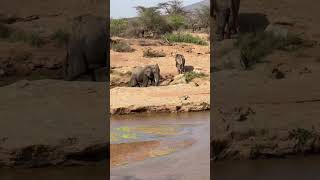 I Spy Elephants Bathing Outside My Door