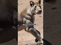 The Super Lion Island Joe Rogan The Super Lion Island Joe Rogan