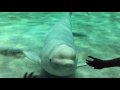 ♀ベルーガ ナナのファンサービス