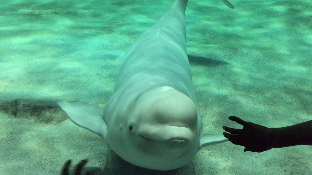 ♀ベルーガ ナナのファンサービス