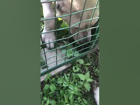 Свободу попугаям🧸🫣#freedom☘️ - YouTube