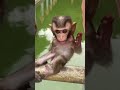 Congratulations 🎉👏!! Very Cute Newborn Baby Monkey.