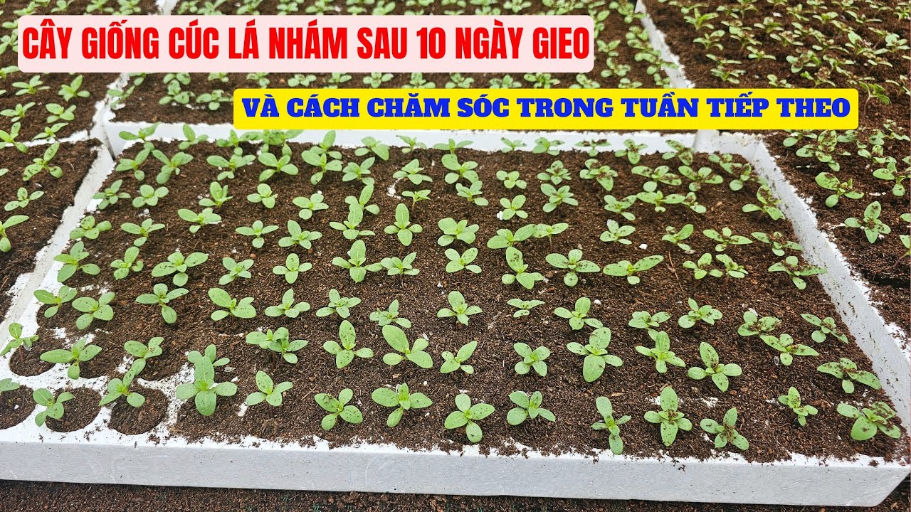 Cúc lá nhám sau 10 ngày gieo và một số lưu ý quan trọng