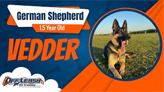 🐾 Meet Vedder, the German Shepherd, in his latest adventure with the renowned trainer, Mark! 🌟 by Off Leash K9 Training of Oklahoma 48 views 8 days ago 2 minutes, 40 seconds