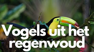 tropische vogels geluiden | ontspannen vogelgeluiden uit het regenwoud