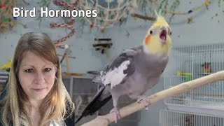 It's Hormone Season | Hormonal Bird Behavior