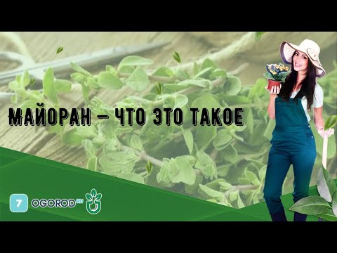 Майоран — что это такое