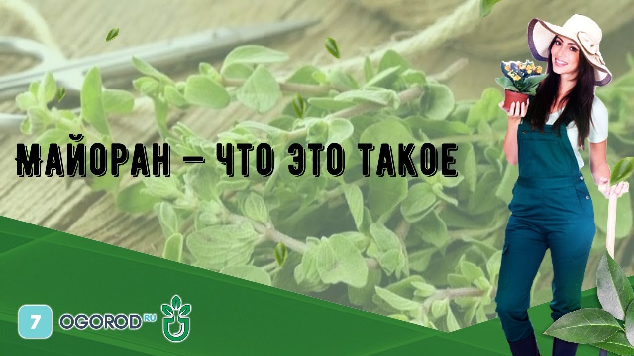 Майоран — что это такое - YouTube