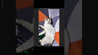 My Cat’s Funny Face Expression 😂🐱 #shortsfeed #trending #viralvideo #cat #funnycatvideo