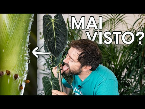 Video: Cosa fa il nettare - Coltivare piante per il nettare in giardino