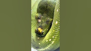 Green tree python Snake #python #snake #animals #shorts #shortvideo