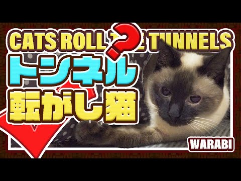 トンネル転がし猫