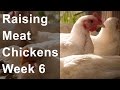 Raising Chickens for Meat: Week 6 of 8, Feeding Grain