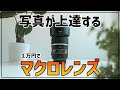 【初心者おすすめ】このレンズから始めたいマクロレンズという選択肢