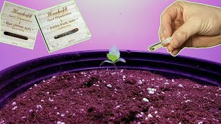 HOW TO PLANT AUTOFLOWER SEEDS USING ORGANICS. COOL TIMELAPSE!