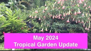 Panama Tropical Garden Update, May 2024: Shell ginger, Angel's Trumpet, Papaya  Loving the Rain!