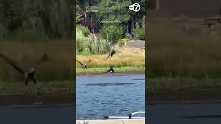Vet teams believe Jackie was already sick before eagle fight captured on video near Big Bear nest