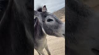 Donkey Tries (and Fails) to Eat Apple Offered on Road