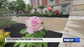 Noblesville prepares for Saturday’s Indiana Peony Festival Peony State Flower