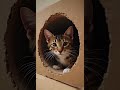 Outside Is Dangerous; It's Safer To Staying Here #kitten #cute #love #animalshorts #funny