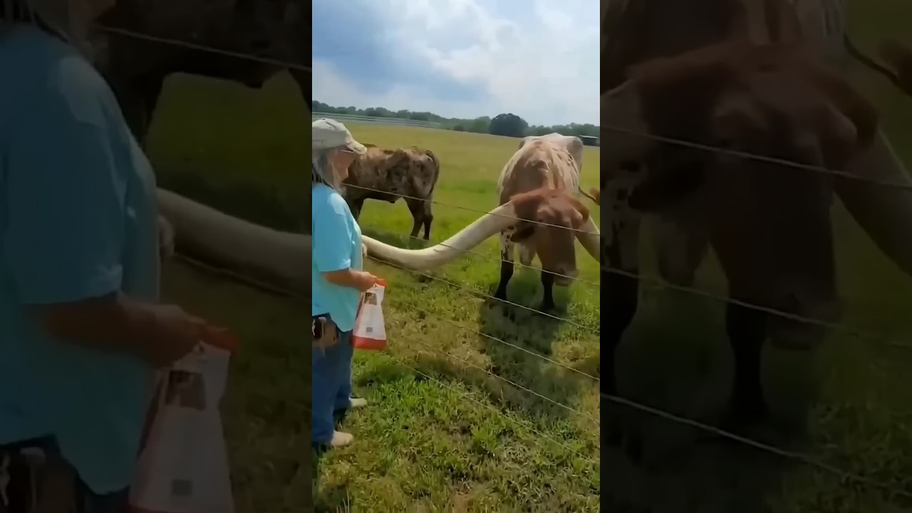 "Wild Encounters! Forest Cow, Deer & Crocodile in Action! 🐄🦌🐊 