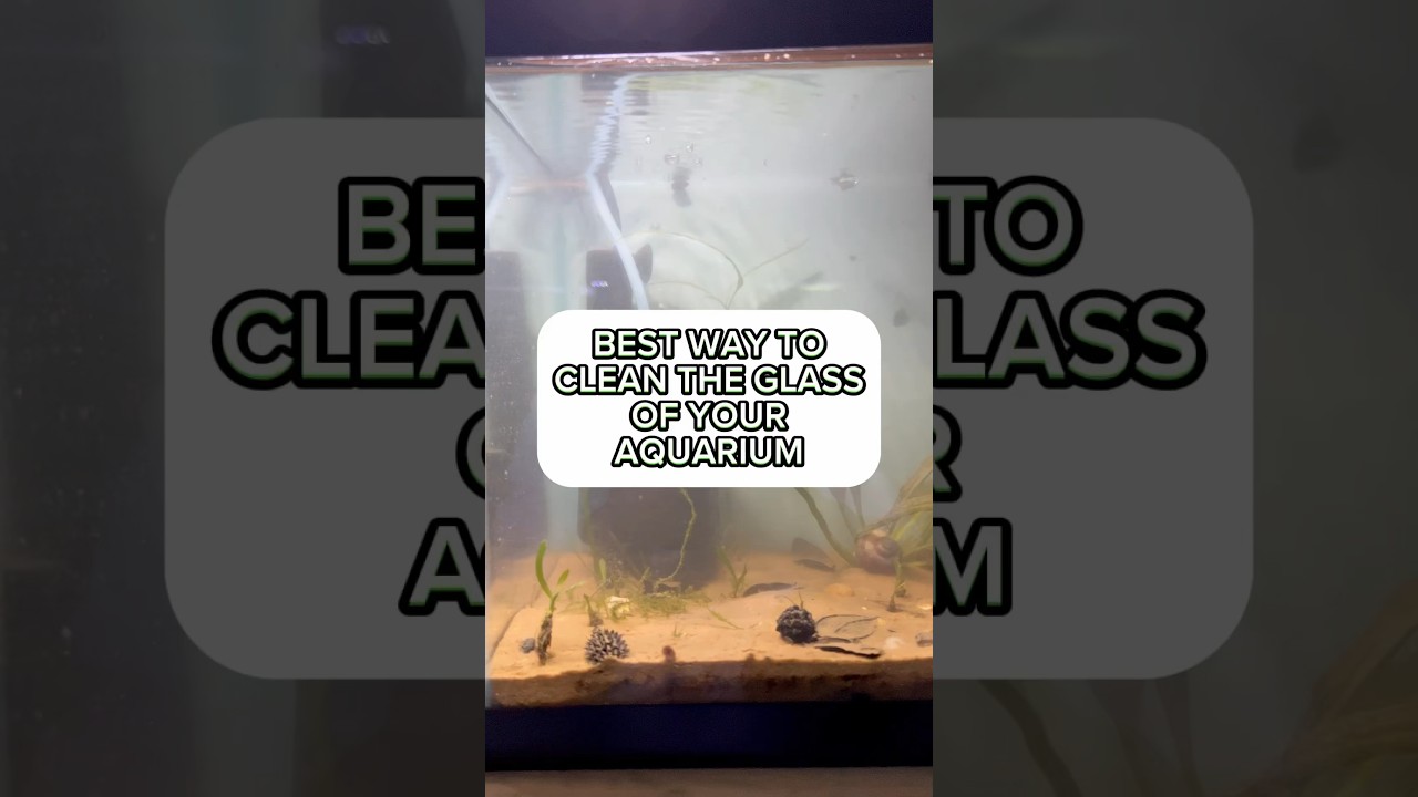 The easiest way to clean algae in your fish tank! 