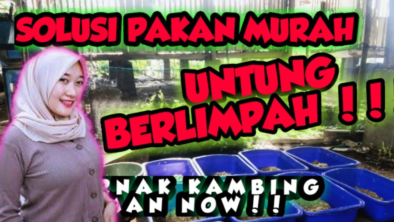 KAMBING QURBAN MURAH, PEMBESARAN KAMBING JANTAN #pakanpenggemukanMurah#