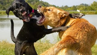 Famous WARNING GRAPHIC IMAGES OF PIT BULLS FIGHTING?? VIEWER DISCRETION ADVISED?? Profile