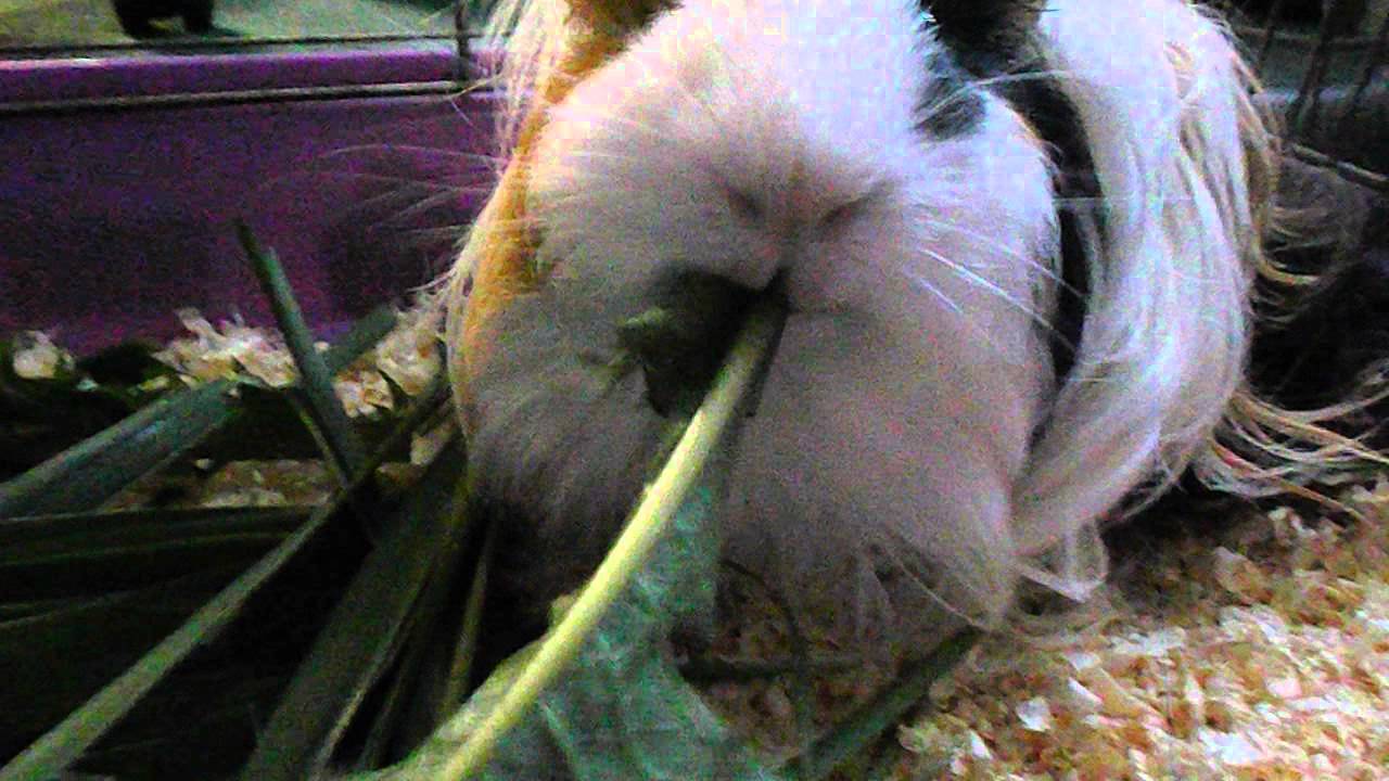 Морская Свинка кушает травку - YouTube