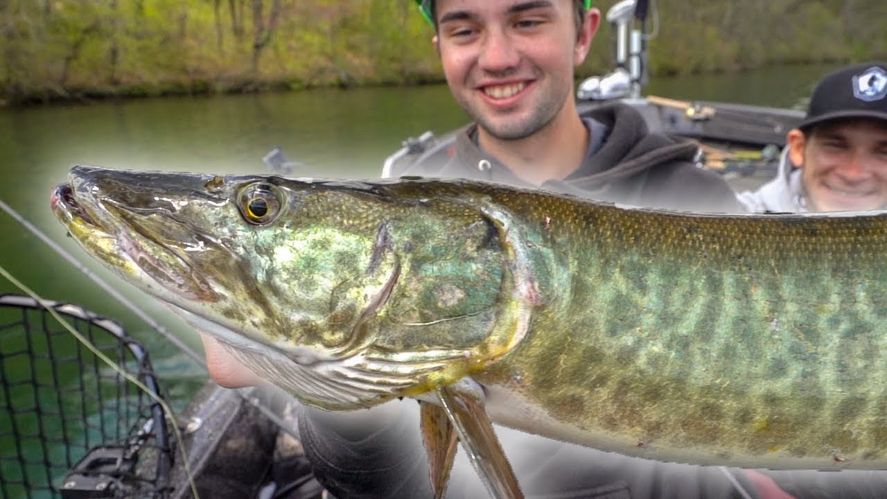 Catching MUSKIE On LIGHT Bass Tackle With Todays Angler 50 State