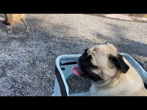Pug Coco had a great time at Knoebels