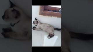 Memorable siamese cat stories by Siam Cat Fam 45 views 2 years ago 1 minute, 19 seconds