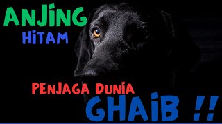 Mitos Anjing Hitam Pelindung Alam Ghaib | Fakta Anjingg