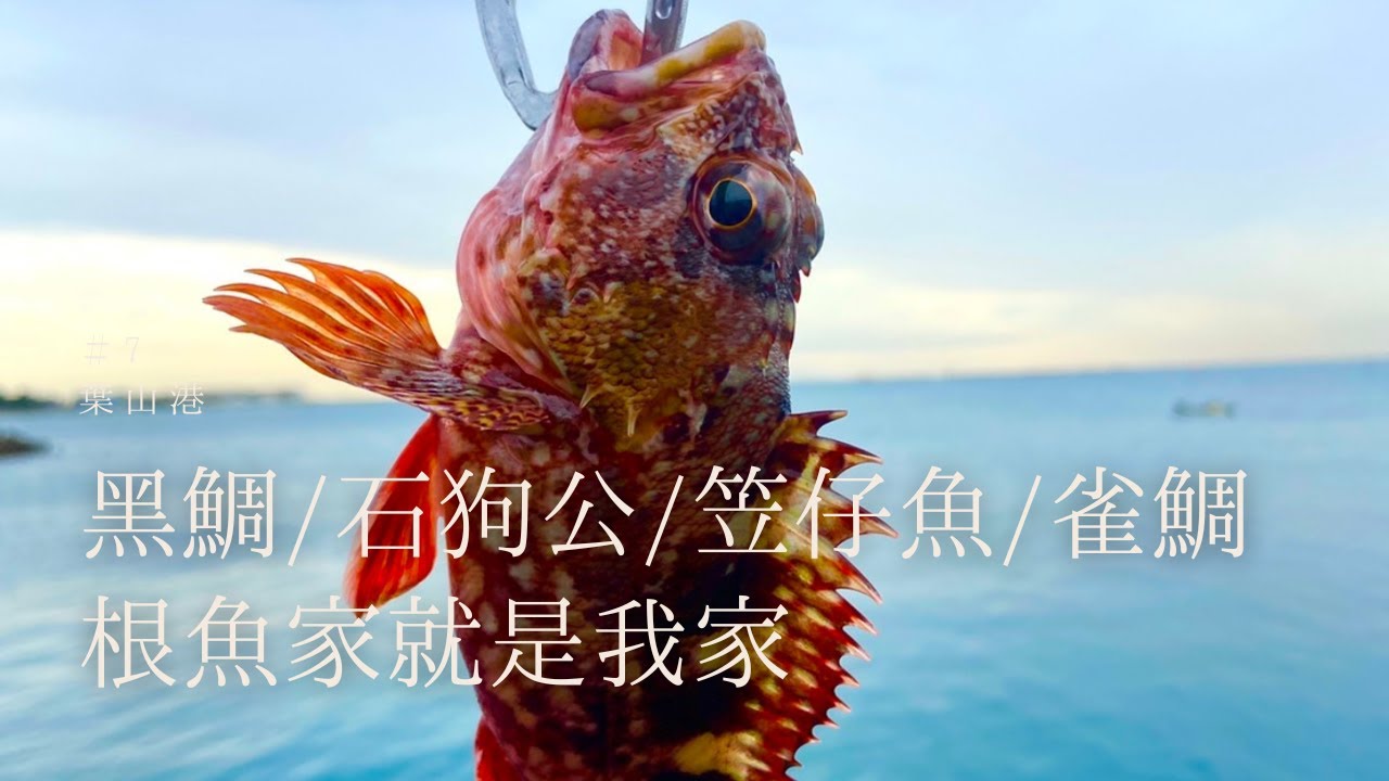 小搞搞 黑鯛 石狗公 笠仔魚 雀鯛 根魚家就是我家 釣魚 相模湾 夏目屋 Youtube