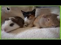 CONVIVENCIA ENTRE GATOS Y PEQUEÑOS ANIMALES | CÓMO JUNTAR GATOS CON COBAYAS, CONEJOS, AVES, ETC.