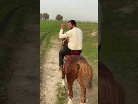 Oting bulsa mazza qilib minib yurganinga yetamsakan ulaglarigayam divorgin keladi birxil payt #horse