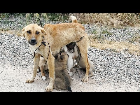 Video: Vizyon Kaybı ile Köpek Cope Yardım için 5 Yolları