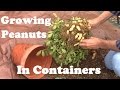 Peanuts Grown in a Container From Planting to Harvest. And Some of What I Learned.
