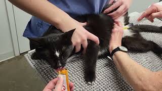 Cystocentèse pour collecter l'urine d'un chat / Cystocentesis to collect the urine of a cat by Caroline Crevier-Chabot 136 views 4 months ago 23 seconds