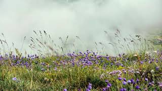 After the Soft Rains - South London HiFi screenshot 3