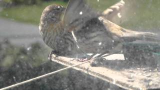 birds flying around like crazy 3