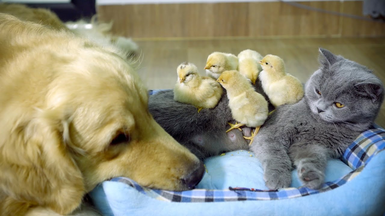 かっこいい犬 もっちー 最近のできごと 的youtube視頻效果分析報告 Noxinfluencer