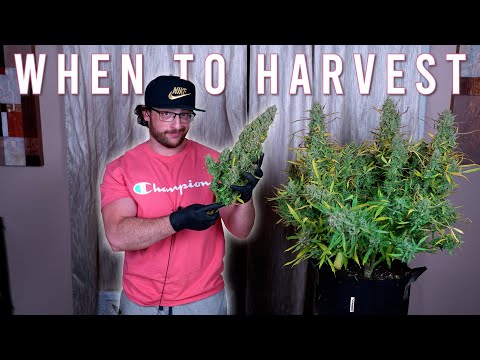 HOW TO GROW WEED EASILY (AUTOFLOWERS)... JUST ADD WATER: WHEN TO HARVEST GROWING ORGANICALLY. EP4