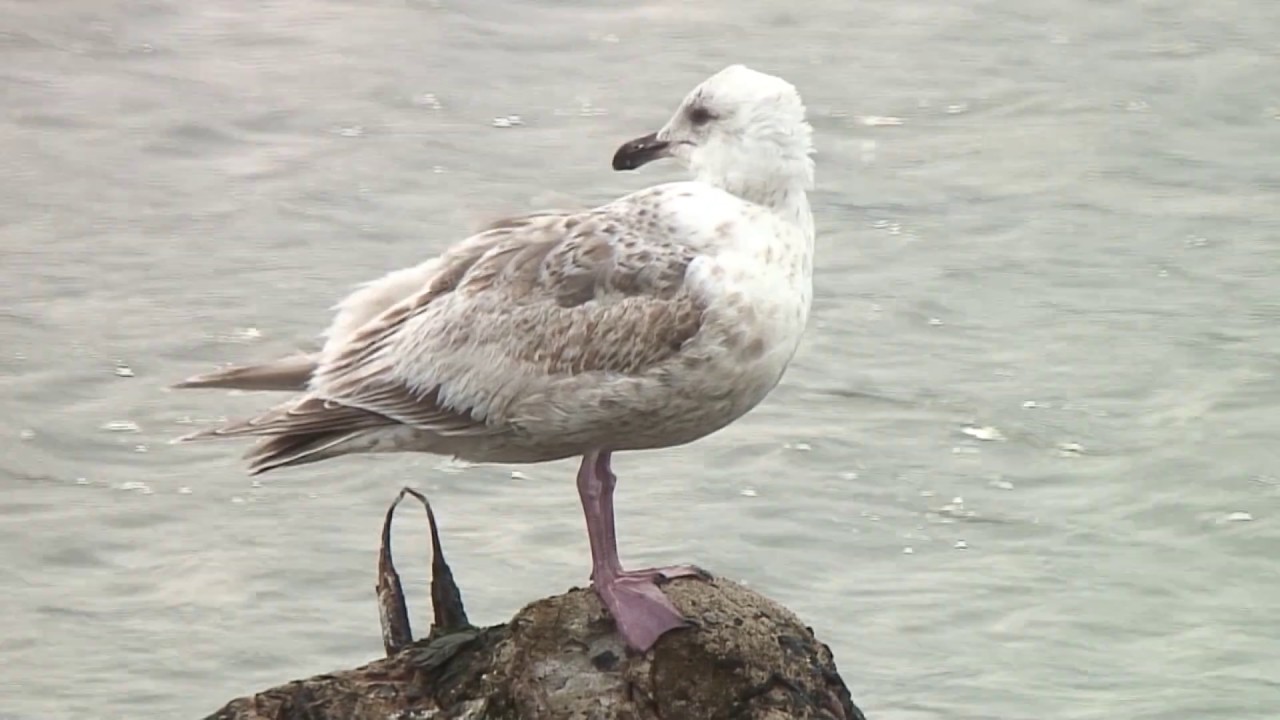 オオセグロカモメ 1 留鳥または冬鳥 各地 Slaty Backed Gull Wild Bird 野鳥 動画図鑑 Youtube