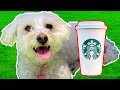 Dog Tries Puppachino From Starbucks For The First Time