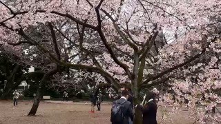 新宿御苑の桜 満開の大寒桜 2016.3.19 Sakura Shinjuku Gyoen