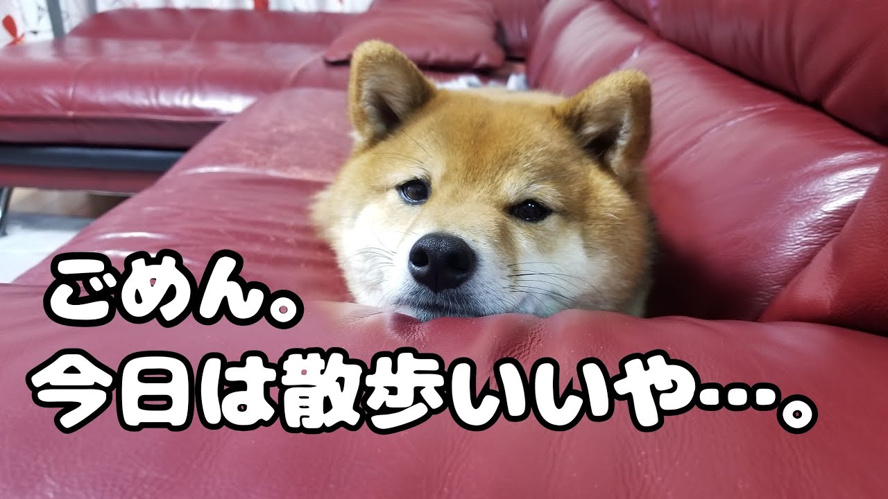 眠くてお散歩拒否 家から出ない柴犬 かわいい おもしろい犬猫多頭飼い動画 50 Youtube