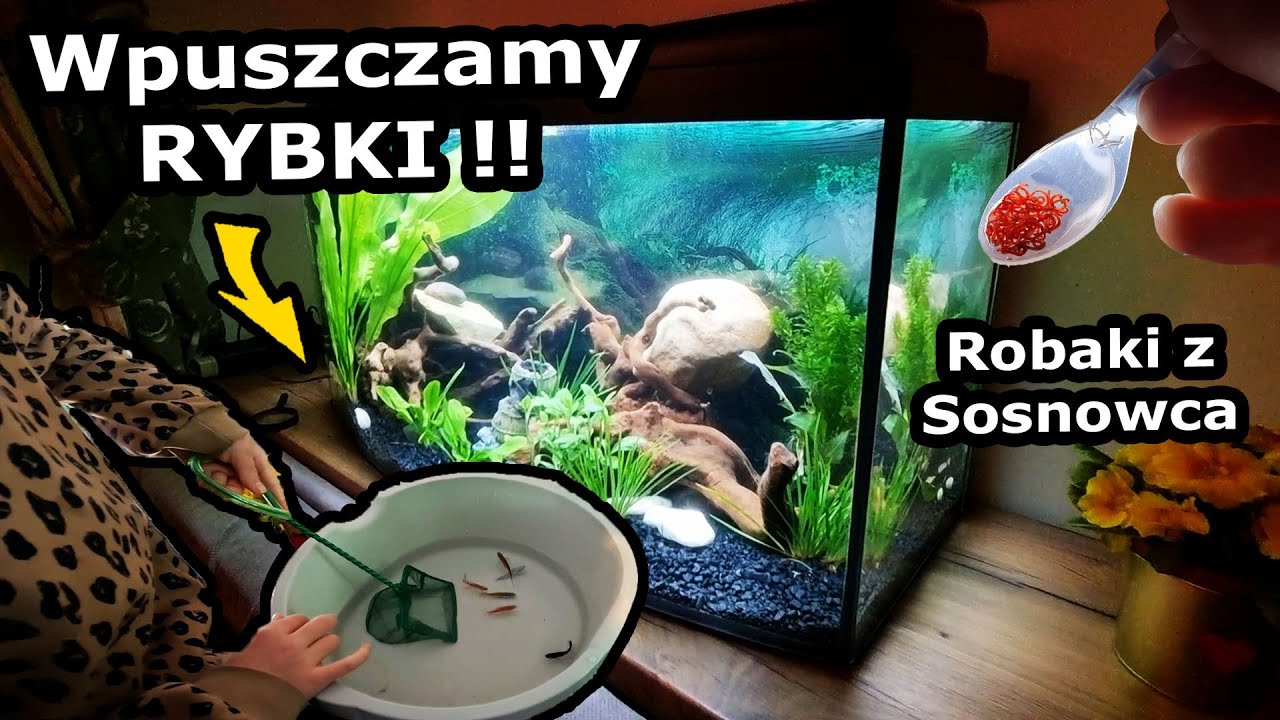 Wpuszczamy Rybki do Akwarium !!! - Jakie Kupiliśmy? *Sprzedajemy działkę ROD w Lesznie (Vlog 923)