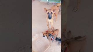 Hungry dog #short
